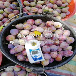 山东味馨李子苗价格洞察与日用杂品的关联思考
